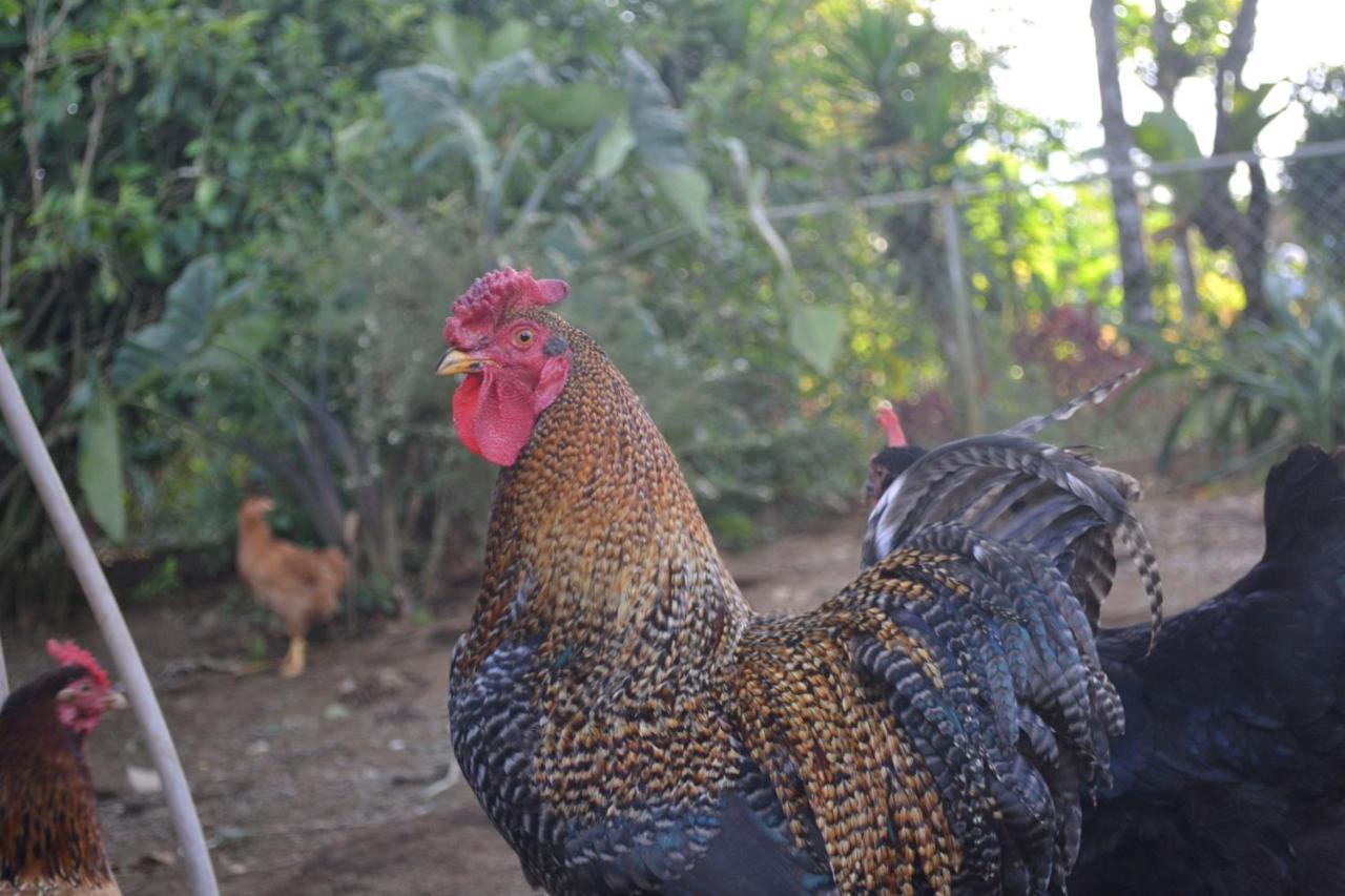 Eco Granja Don Lolo Villa Quesada  Екстериор снимка